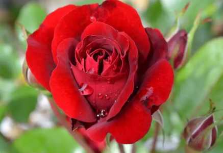 玫瑰花和月季花哪个好养活