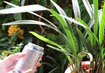 啤酒浇兰花的正确方法