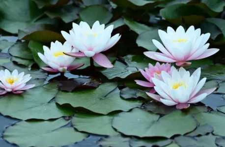 家养睡莲什么时候开花