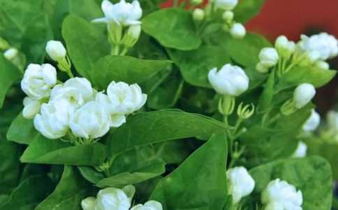 茉莉花珊瑚好养吗