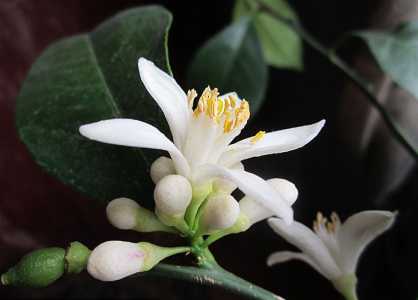 柠檬开花期间怎么施肥