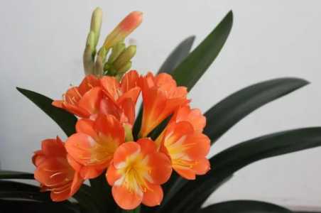 专用兰花土君子兰能用吗