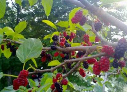 桑树在什么季节生长