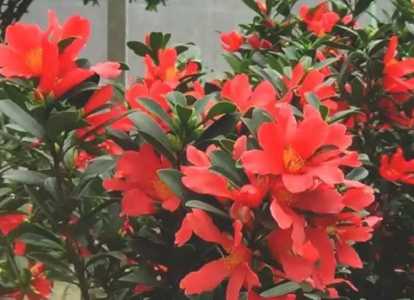杜鹃怎么修剪才能花多