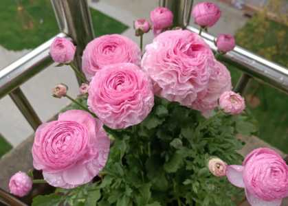 花毛茛冬季能种吗
