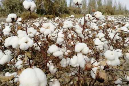 河南省哪个地方种植棉花