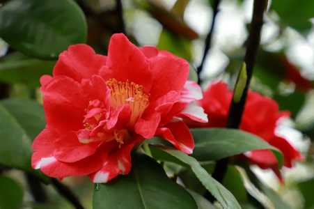四季山茶花叶尖干枯