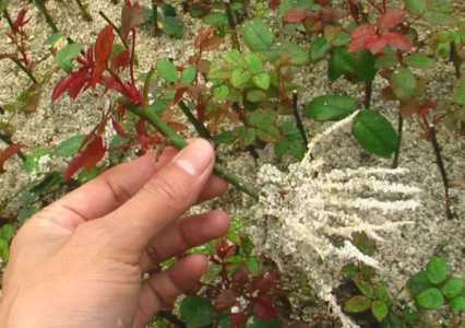 用生根粉浇花好吗