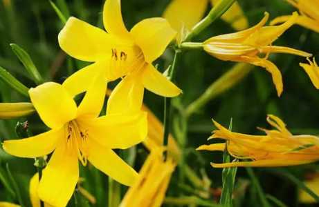 黄花菜没销路怎么办