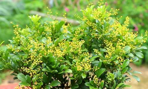 米兰花嫩叶上有小水珠