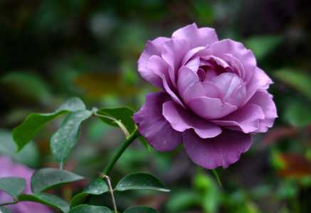 月季花可以施尿素肥吗