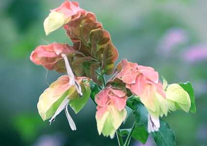 红虾花一年开几次花