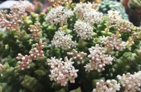 小米星开花为什么臭的