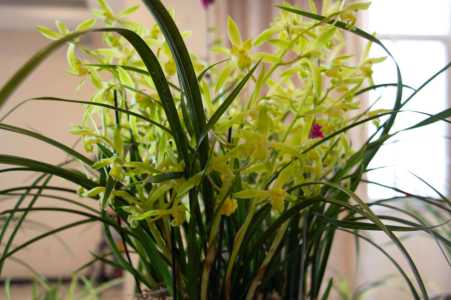 兰花的种植条件与方法
