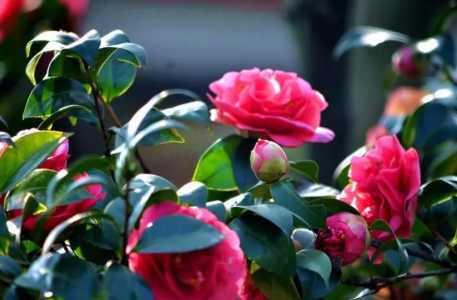 香茶花怎么养家庭养法