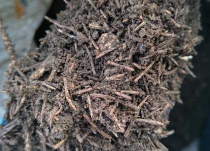 用纯松针土种兰花可以吗