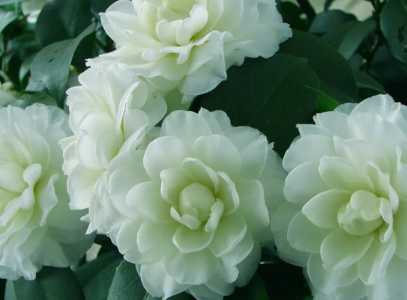 白色茶花品种有哪些