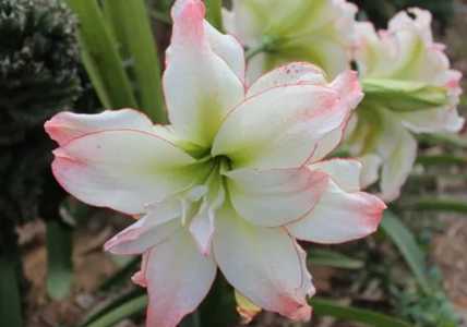 对子莲有花苞多久能开花