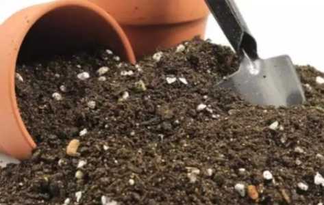 花盆里的土总是湿漉漉的