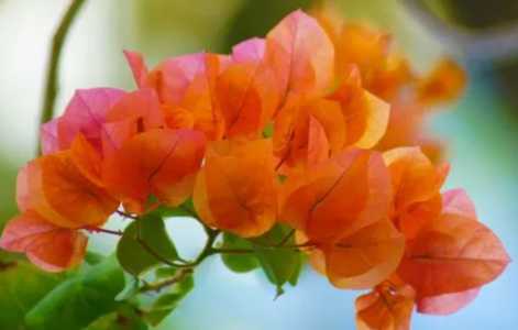 三角梅怎样才能开花