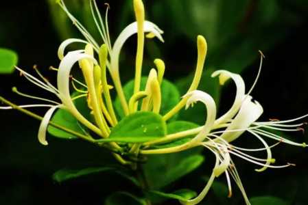 金银花容易种植吗