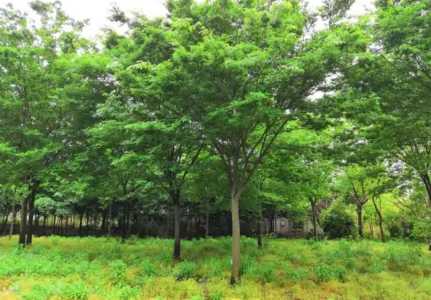 榉树种植方法和养护