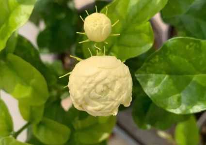 虎头茉莉一年开几次花