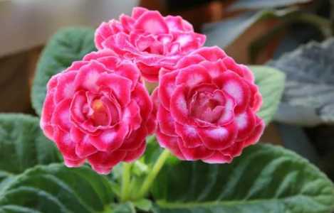 大岩桐花能养几年