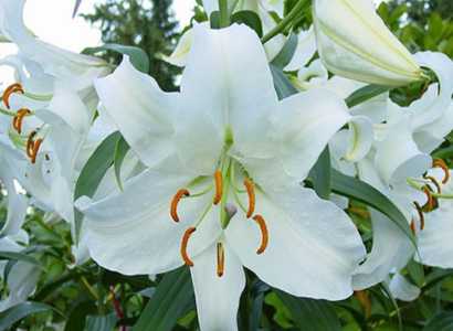 百合花籽怎么育苗
