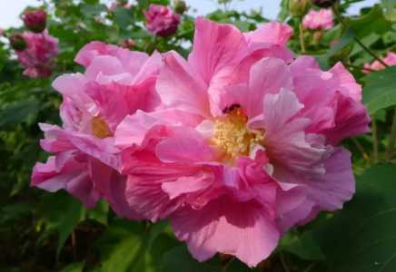 芙蓉花的花苞黑了