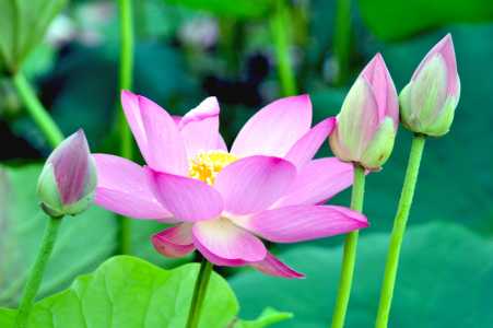莲花需要什么肥料