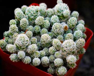 家里千万不能养的6种花