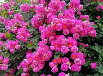 蔷薇花和月季花哪个好养
