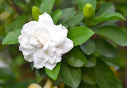 栀子花用什么花盆