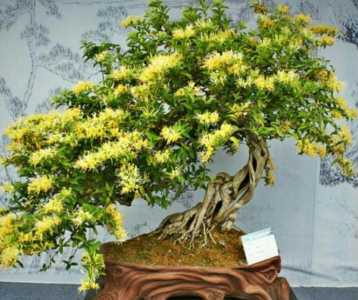 金银花老桩怎么养