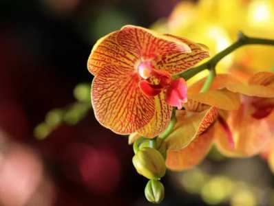 蝴蝶兰养多久才能开花