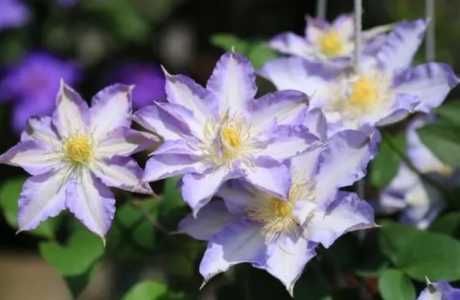 家里千万不能养的10种花