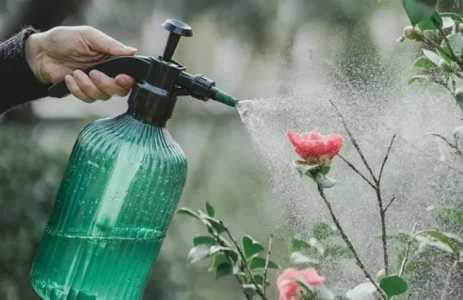 乌龟的粪便水可以浇花吗