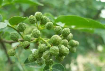 花椒树怎样修剪才能高产
