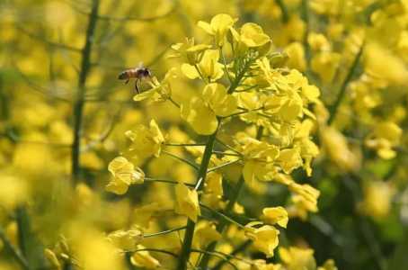 油菜是什么季节开花