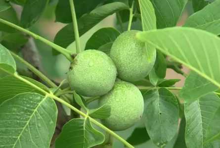家里种核桃树好不好