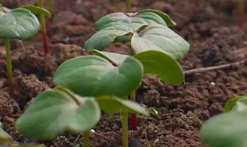 花盆底可以垫棉花吗