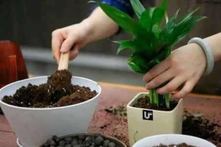 花什么时候都能移盆吗