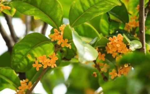 桂花冬季施肥什么肥好