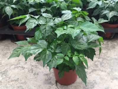 花草富贵叶怎么养